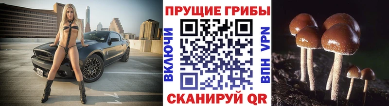 Псилоцибиновые грибы прущие грибы  hydra ссылка  Георгиевск  купить наркотик 